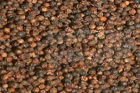 Black Pepper (Malabar)